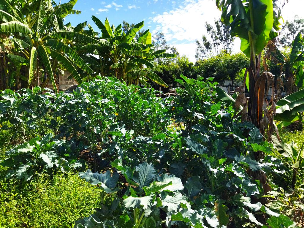 Fruit tree nursery and renewable energy demo farm