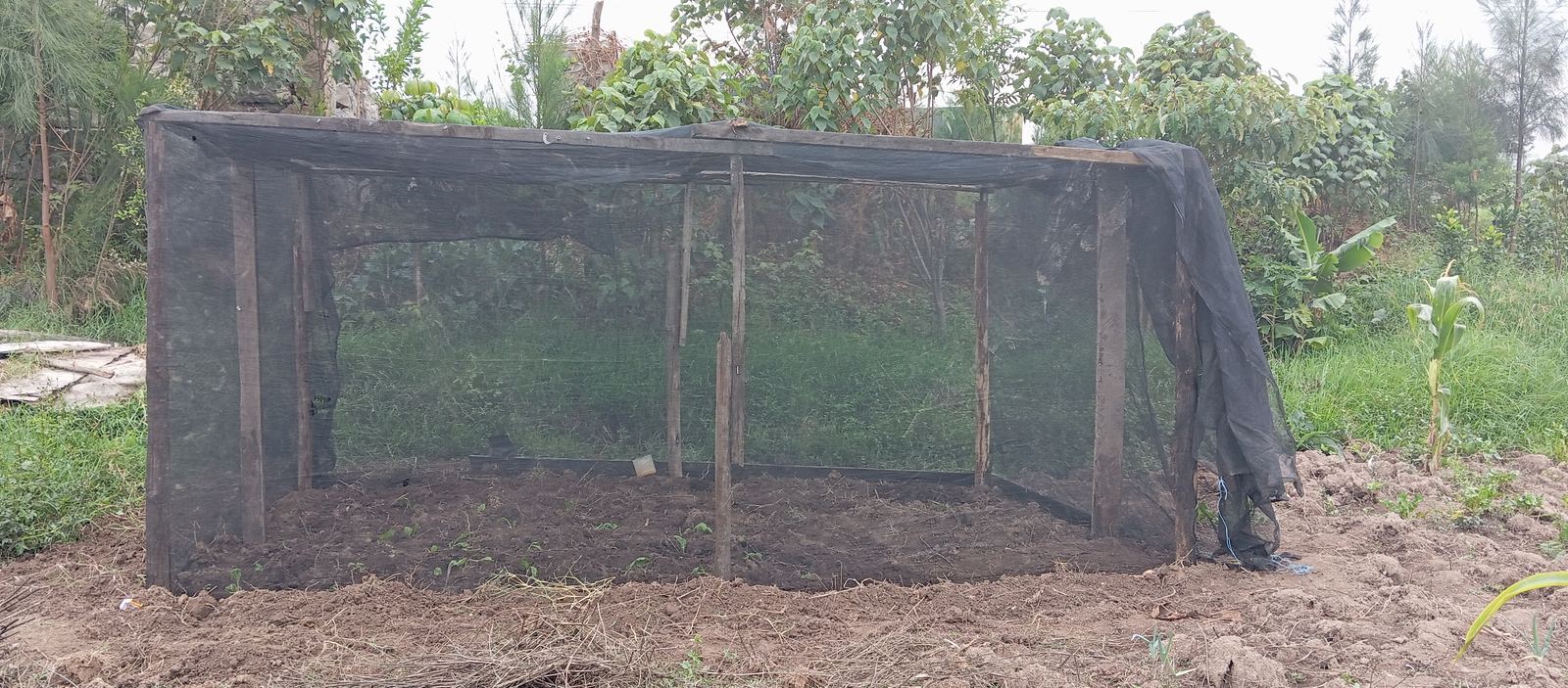 Fruit tree nursery activity