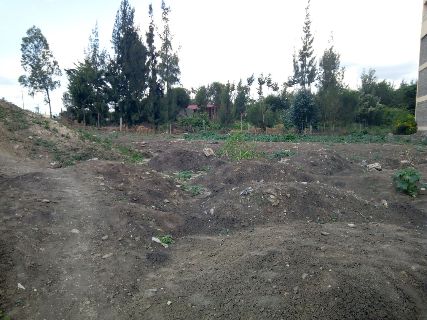Ground prepared with planting mounds at the community nursery site in the early stage of the programme