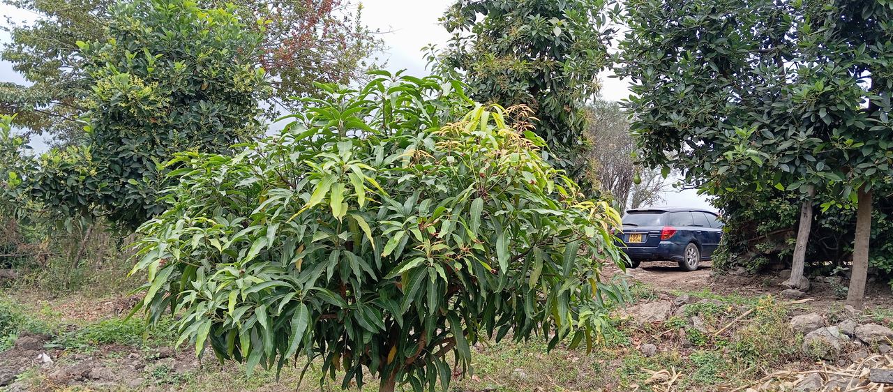 A mature fruit tree in bearing, surrounded by established avocado trees