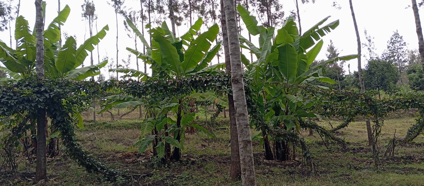 Established agroforestry plot with banana, trellised vines and timber trees growing together