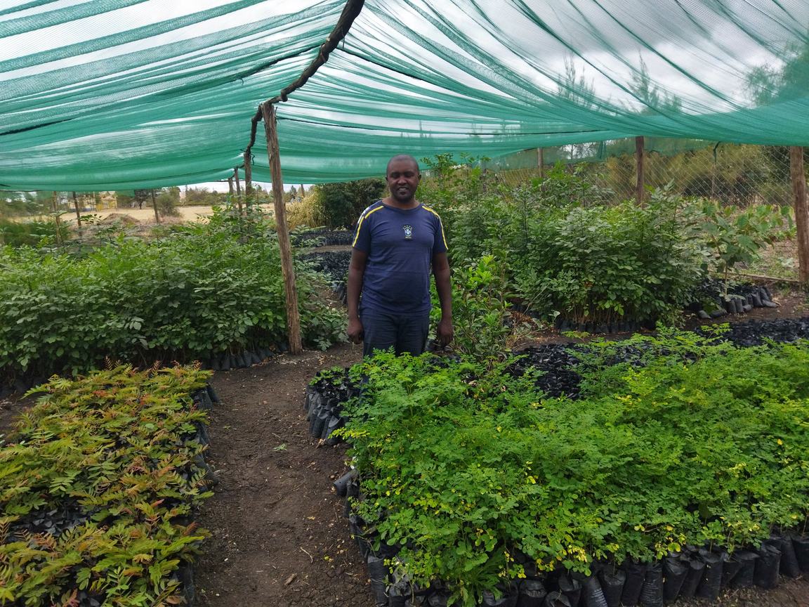 Community fruit tree nursery with thousands of potted tree seedlings under shade netting